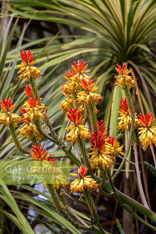 Espèce d'Aloe inconnue en pleine floraison avec plusieurs capitules jaunes et orange.