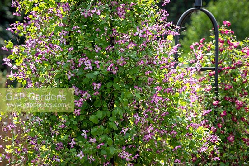 Clematis viticella 'Menuet'