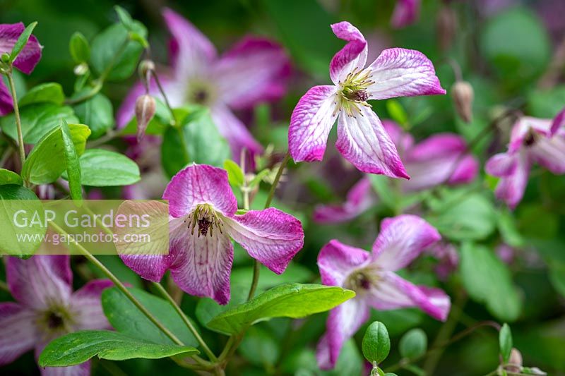 Clematis viticella 'Menuet'