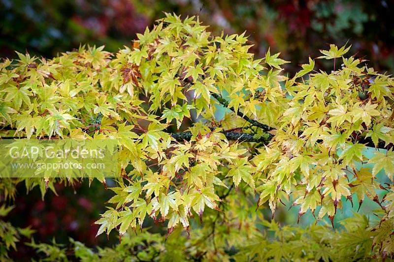 Acer palmatum 'Sango-kaku' syn. Acer palmatum 'Senkaki' - Érable à écorce de corail