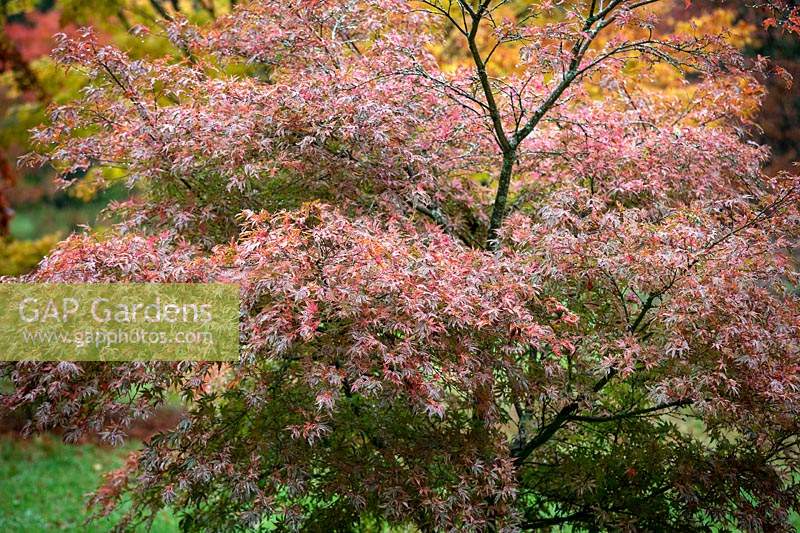 Acer palmatum 'Shirazz' - Érable japonais