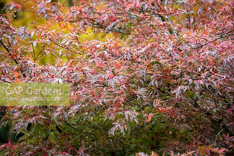 Acer palmatum 'Shirazz' - Érable japonais