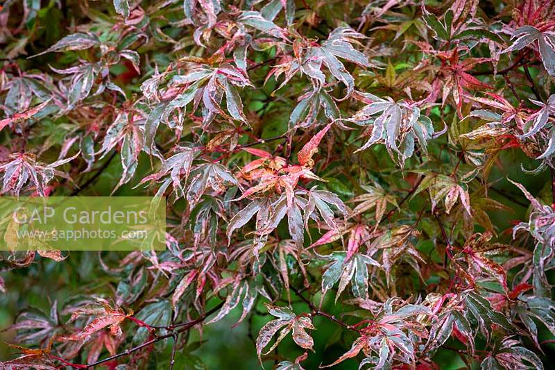 Acer palmatum 'Shirazz' - Érable japonais