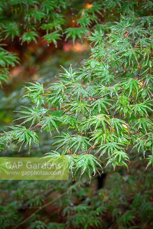 Acer palmatum 'Trompenburg' - érable japonais