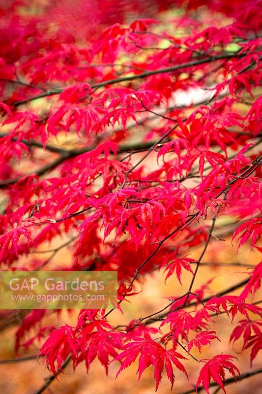 Acer palmatum 'Trompenburg' - érable japonais.