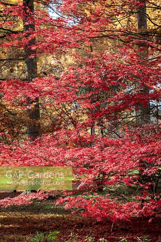 Acer palmatum 'Trompenburg' - érable japonais