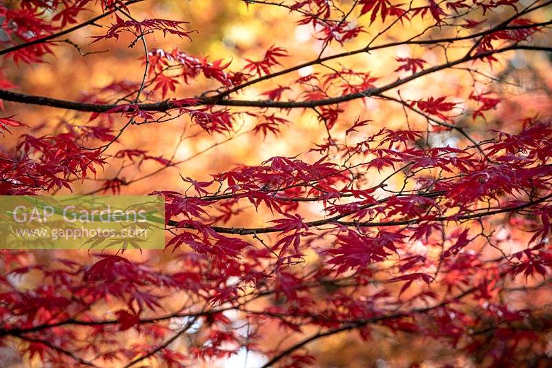 Acer palmatum 'Trompenburg' - érable japonais.