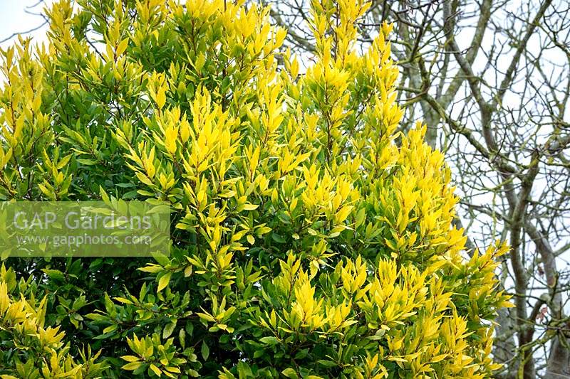 Laurus nobilis 'Aurea' Laurier à feuilles jaunes