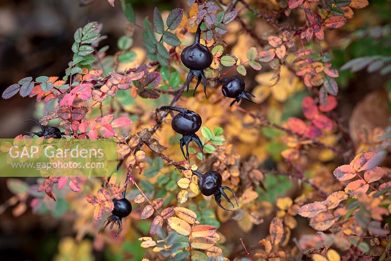 Coloration des hanches noires et du feuillage d'automne de Rosa spinosissima 'Merthyr Mawr'