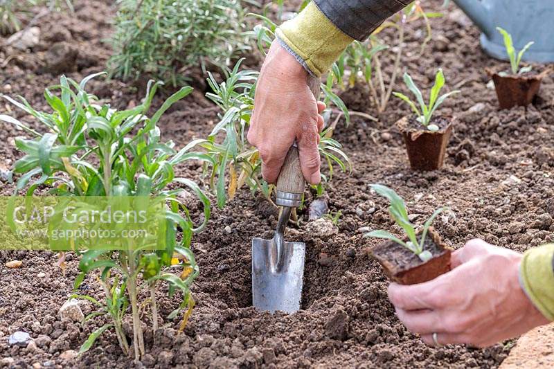 Femme plantant des plants de bleuet dans des pots biodégradables à l'aide d'une truelle à main.