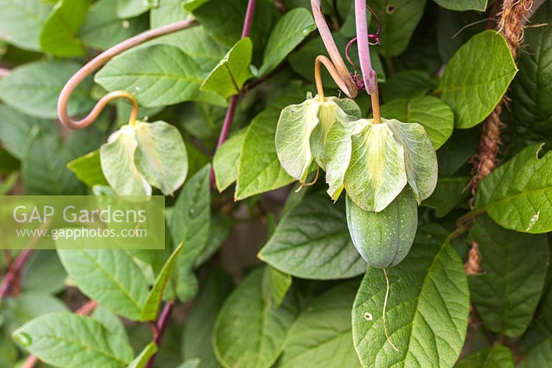 Développement du fruit de Cobaea scandens au début de l'automne