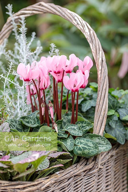 Cyclamen rose dans le panier avec Ajuga et Calocephalus