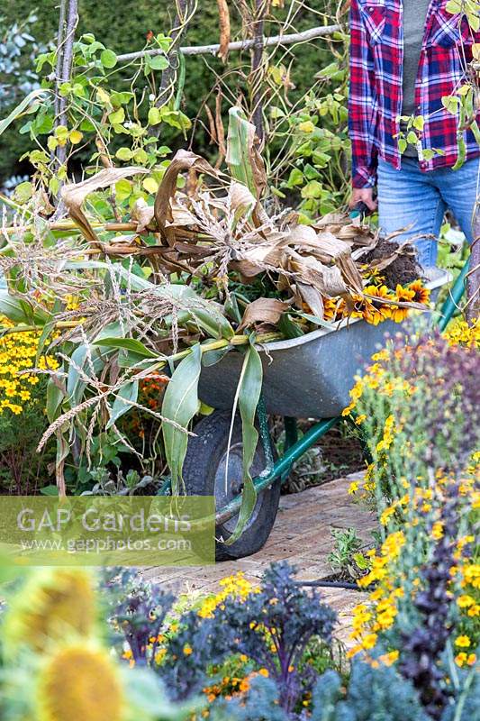 Femme enlevant les tiges de maïs doux dans une brouette et rangeant le potager