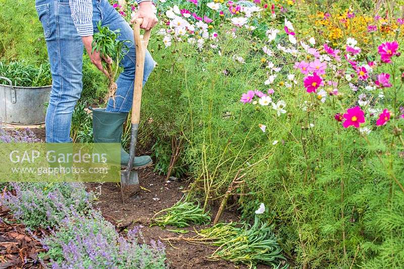 Homme plantant des giroflées à racines nues à l'aide d'un petit parterre de fleurs