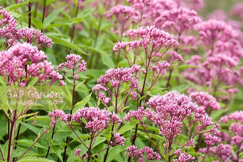 Eupatorium purpureum 'Purple Bush',