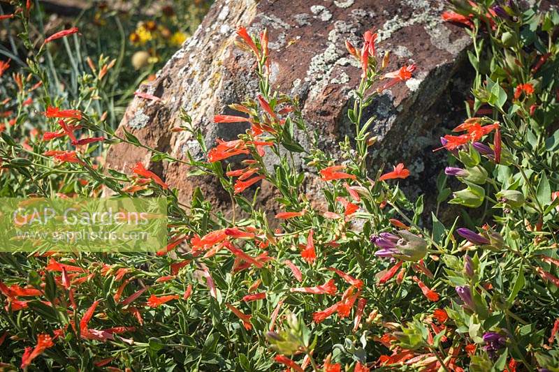 Epilobium canum ssp. garrettii - California Fuchsia - par un rocher
