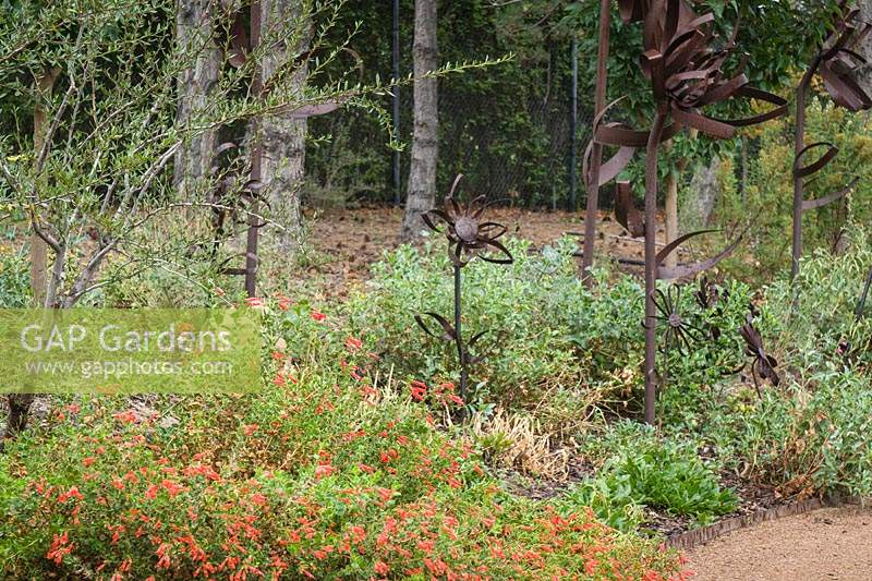 Sculptures artisanales de fleurs en métal parmi les plantes couvre-sol. La plantation comprend: Zauchneria latifolia et Cercocarpus ledifolius