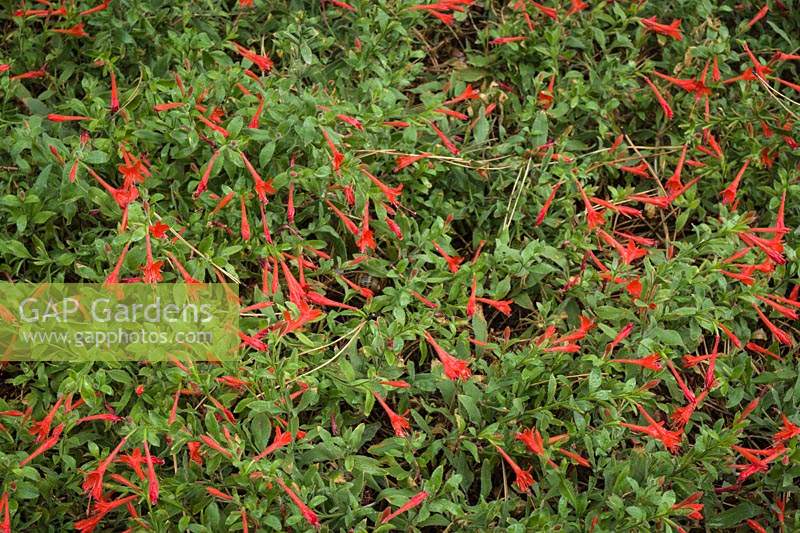 Zauschneria latifolia - Calice de Feu - Trompette Colibri.