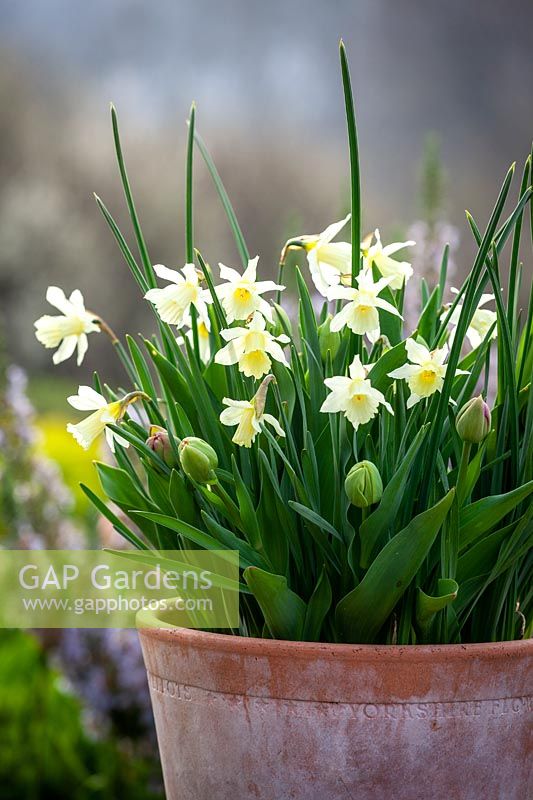 Narcisse 'WP Milner' avec bourgeons de Tulipa 'Merlot' et feuillage d'Iris 'George' dans un pot en terre cuite.