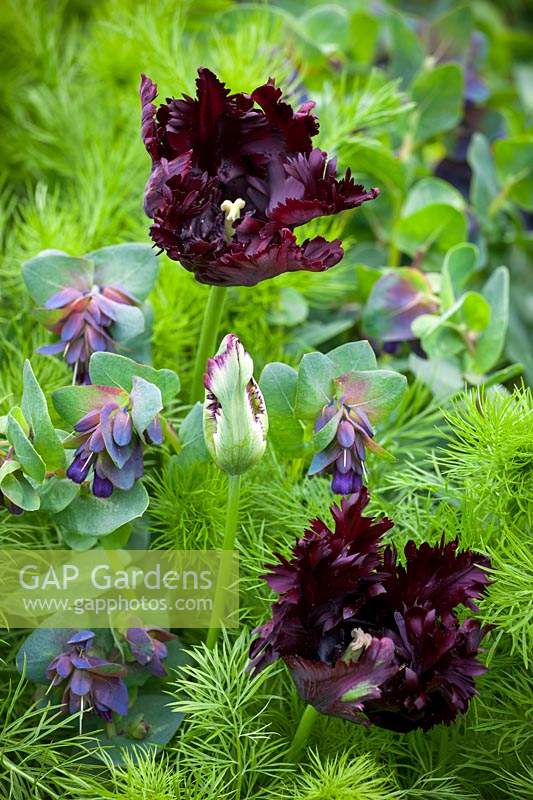 Tulipa 'Black Parrot' avec Cerinthe major 'Purpurascens' - Honeywort - et feuillage Nigella