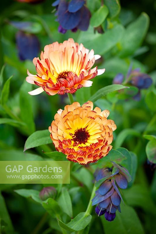 Calendula officinalis 'Sunset Buff' - Marigold en pot - avec Cerinthe major 'Purpurascens' - Honeywort