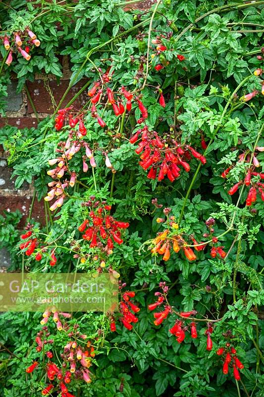 Eccremocarpus scaber - Fleur de gloire chilienne.