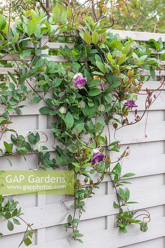 Cobaea scandens poussant sur une clôture, toujours en fleur en octobre