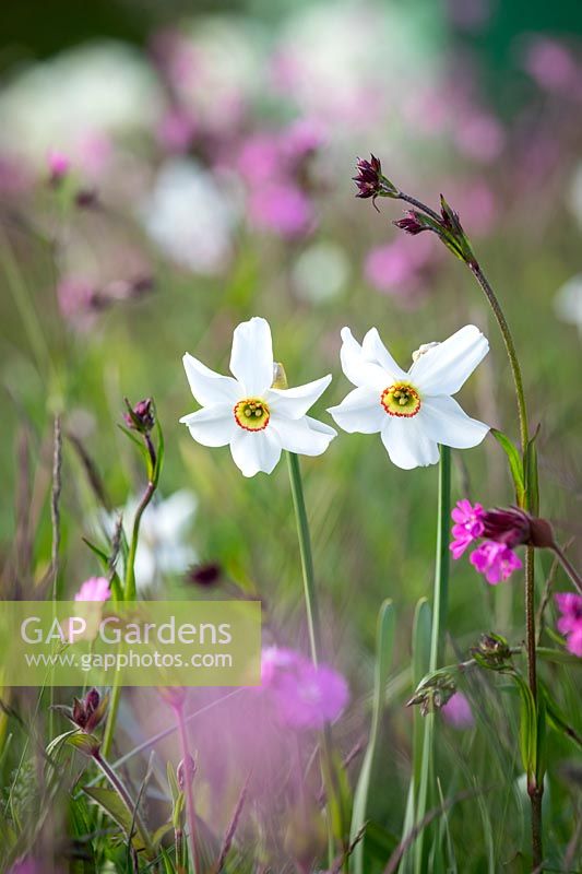 Narcissus poeticus var. recurvus - Oeil de vieux faisan - avec Red campion - Silene dioica - dans la prairie de fleurs sauvages
