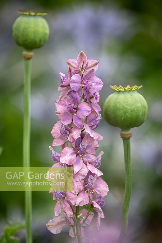 Consolida ajacis 'Earl Grey' maintenant 'Misty Lavender' - Rocket larkspur - avec des graines de pavot à opium - Papaver somniferum.