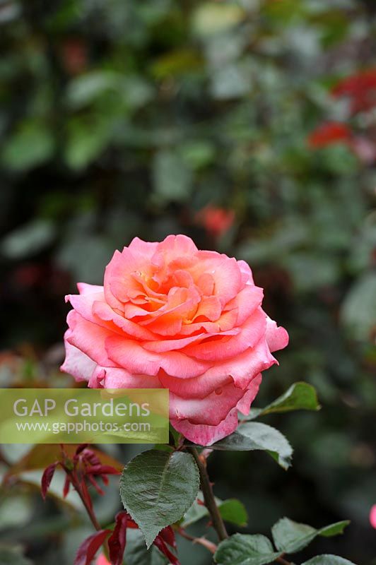 Rosa 'Paddy Stephens' rose