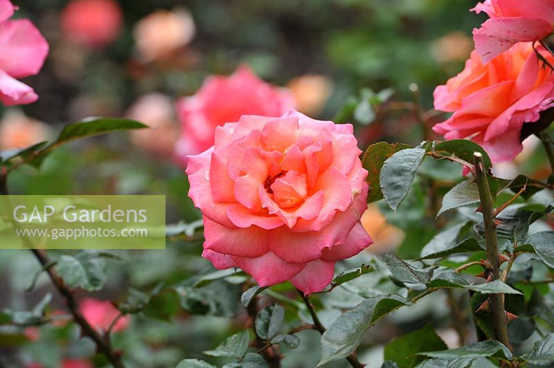 Rosa 'Paddy Stephens' rose