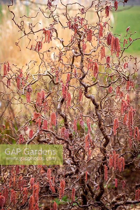 Chatons noisetiers tordus - Corylus avellana 'Red Majestic'