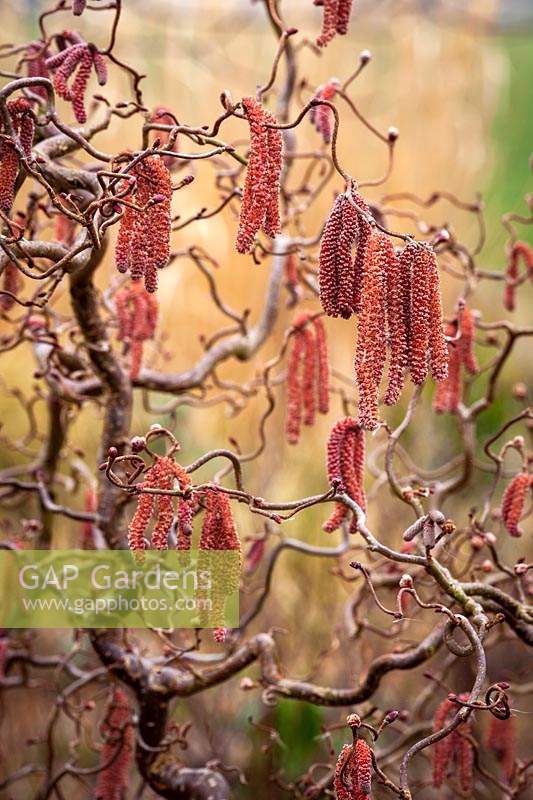 Chatons noisetiers tordus - Corylus avellana 'Red Majestic'