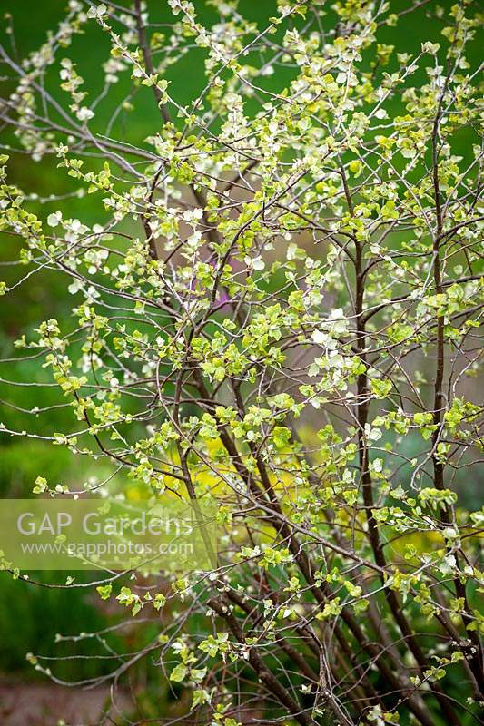 Jeune feuillage de Populus alba 'Richardii '. Peuplier blanc