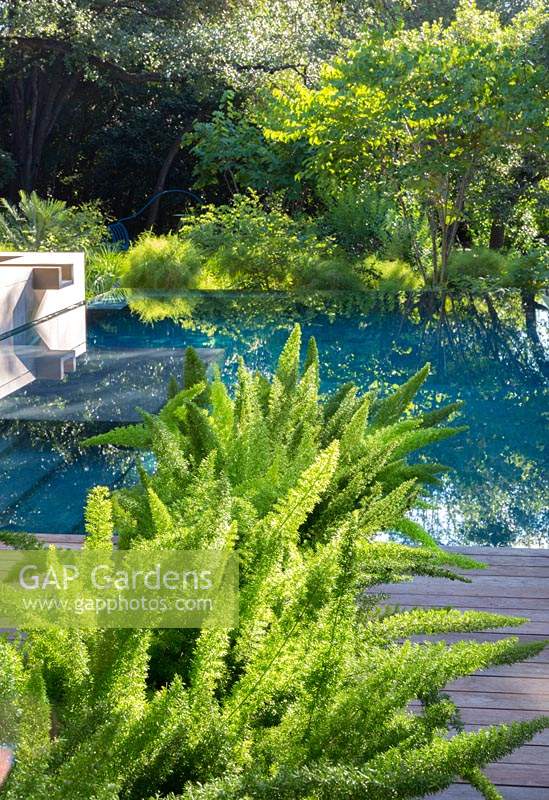 Vue sur Asperges fougères meyerii sur terrasse en bois à la piscine ombragée par des bois