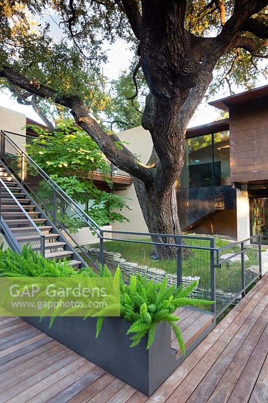 Maison moderne avec des marches jusqu'à un espace extérieur clos comprenant un spécimen d'arbre, une terrasse en bois et un parterre de fleurs surélevé d'Asparagus meyerii - Foxtail Fern