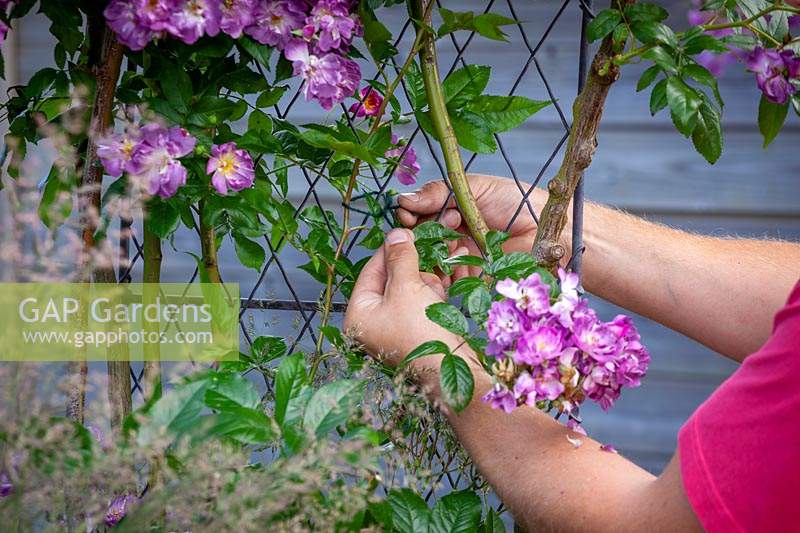 Attacher dans une Rosa 'Veilchenblau' - Rose grimpante - à un panneau en treillis avec de la ficelle de jardin