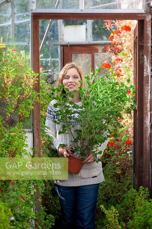 Amener une plante en pot Pelargonium tendre dans une serre pour hiverner
