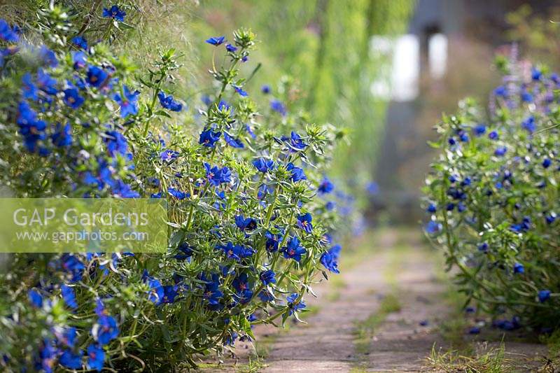 Anagallis monellii - Blue Pimpernel - bordant un chemin de briques