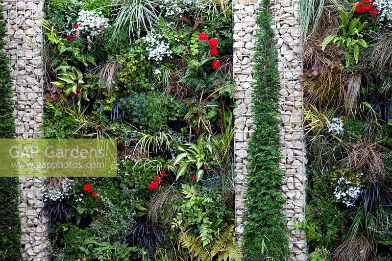Mur vivant dans le jardin 'Across the Board', une solution pour un jardin nouvellement construit, BBC Gardener's World Live 2018.