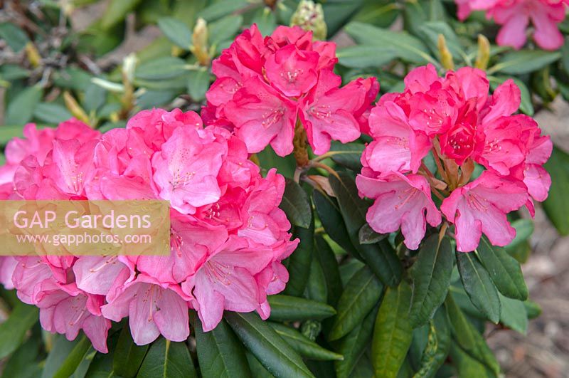 Hybride de Rhododendron williamsianum 'Fantastica'