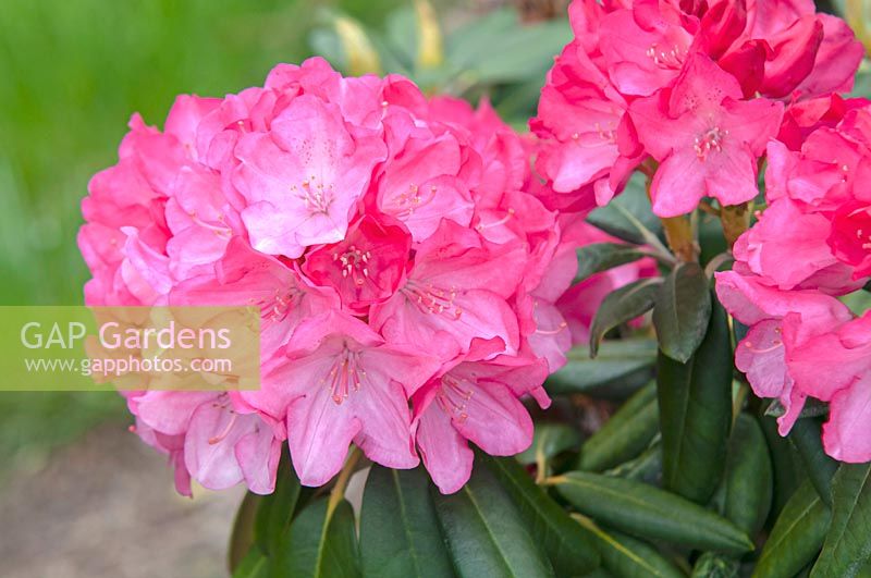 Hybride de Rhododendron williamsianum 'Fantastica'