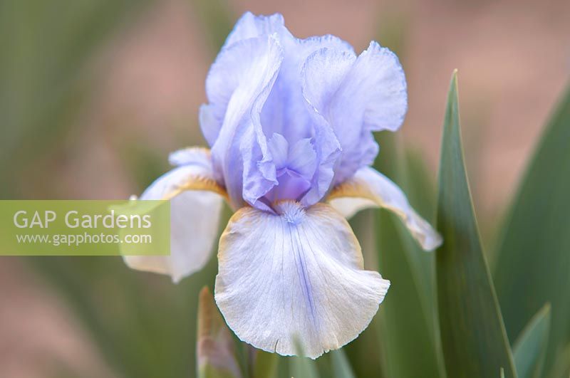 Iris 'Galaxy' - Iris barbu intermédiaire.