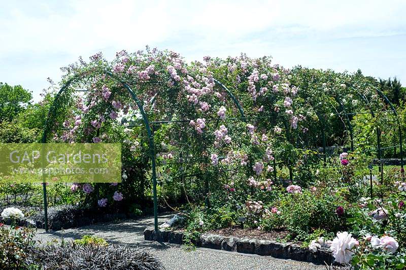 Rosa 'Apple Blossom' grimpant sur un passage voûté