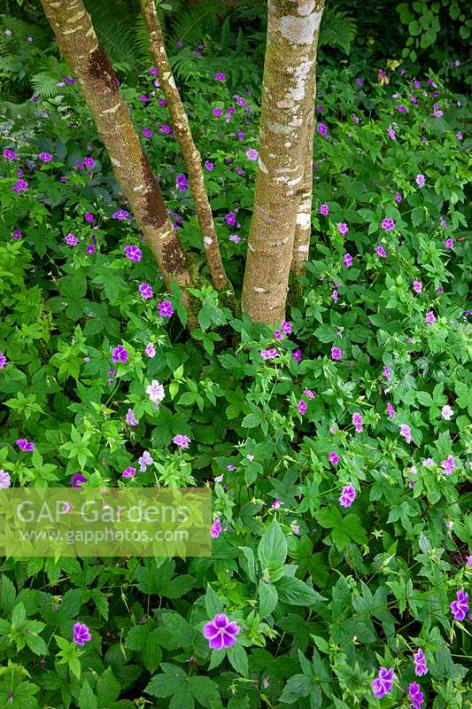 Geranium nodosum - Cranesbill noueux - poussant sous les arbres dans une partie ombragée du jardin à Glebe Cottage. Cranesbill