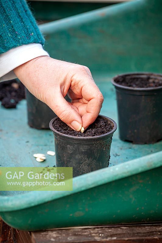 Semis de graines de courgettes dans des pots en plastique individuels dans une serre pour les premières cultures.