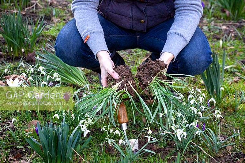 Déterrer et diviser les touffes de perce-neige - Galanthus nivalis - après leur floraison - connu comme 'dans le vert '.