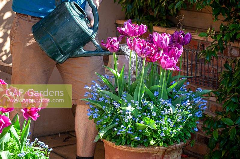 Nourrir les tulipes cultivées en pot avec une alimentation liquide à l'aide d'un arrosoir.