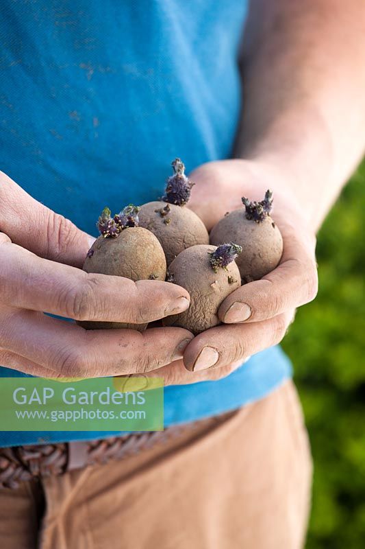 Main tenant des pommes de terre coupées en morceaux, prêtes à planter.