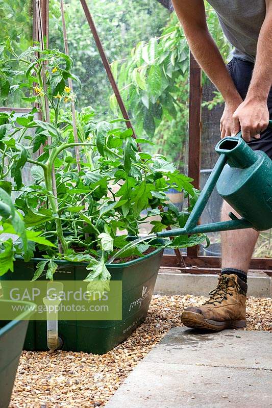 Arroser régulièrement les tomates dans une serre pour éviter la cassure des fruits et la pourriture apicale